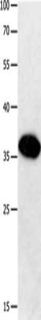 G Protein-Coupled Receptor 6 antibody, CSB-PA363377, Cusabio, Western Blot image 