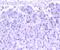 Far Upstream Element Binding Protein 1 antibody, NBP2-67386, Novus Biologicals, Immunohistochemistry paraffin image 