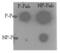 TRAF2 And NCK Interacting Kinase antibody, abx033799, Abbexa, Dot Blot image 