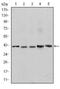 REL Proto-Oncogene, NF-KB Subunit antibody, NBP2-37593, Novus Biologicals, Western Blot image 