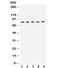 Kinesin Family Member 3A antibody, R32364, NSJ Bioreagents, Western Blot image 