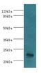 Growth Factor, Augmenter Of Liver Regeneration antibody, LS-C375770, Lifespan Biosciences, Western Blot image 