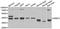 Nuclear Receptor Binding Factor 2 antibody, LS-C334736, Lifespan Biosciences, Western Blot image 