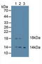 Epiregulin antibody, LS-C298117, Lifespan Biosciences, Western Blot image 