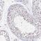 Paired Box 3 antibody, NBP2-32381, Novus Biologicals, Immunohistochemistry paraffin image 