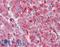 Serpin Family H Member 1 antibody, LS-B3677, Lifespan Biosciences, Immunohistochemistry frozen image 