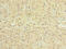 Nedd4 Family Interacting Protein 1 antibody, CSB-PA887119LA01HU, Cusabio, Immunohistochemistry frozen image 