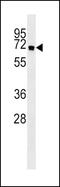 Autophagy Related 16 Like 1 antibody, PA5-35207, Invitrogen Antibodies, Western Blot image 
