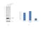 Cathepsin D antibody, MA1-26773, Invitrogen Antibodies, Western Blot image 