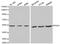 Protein Interacting With PRKCA 1 antibody, PA5-76084, Invitrogen Antibodies, Western Blot image 