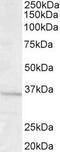 G Protein Subunit Beta 3 antibody, GTX89343, GeneTex, Western Blot image 