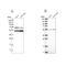 Coenzyme Q8B antibody, NBP1-85508, Novus Biologicals, Western Blot image 