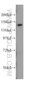 HDLBP antibody, 15406-1-AP, Proteintech Group, Western Blot image 