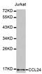 C-C motif chemokine 24 antibody, LS-C335266, Lifespan Biosciences, Western Blot image 