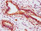 Estrogen Receptor 1 antibody, CSB-RA007830A118phHU, Cusabio, Immunohistochemistry frozen image 