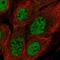 BRCA1/BRCA2-Containing Complex Subunit 3 antibody, PA5-65526, Invitrogen Antibodies, Immunofluorescence image 