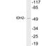 Isocitrate Dehydrogenase (NADP(+)) 2, Mitochondrial antibody, LS-C199893, Lifespan Biosciences, Western Blot image 