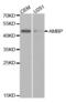 Protein AMBP antibody, abx001526, Abbexa, Western Blot image 