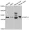 Caspase 14 antibody, LS-C334785, Lifespan Biosciences, Western Blot image 