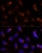 SEC14 Like Lipid Binding 2 antibody, 13-740, ProSci, Immunofluorescence image 