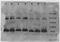 Interleukin 13 antibody, ab9576, Abcam, Western Blot image 