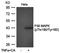 p38 mapk antibody, orb76558, Biorbyt, Western Blot image 