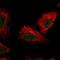 Cadherin 22 antibody, NBP1-88300, Novus Biologicals, Immunofluorescence image 