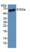 Voltage Dependent Anion Channel 1 antibody, LS-C663751, Lifespan Biosciences, Western Blot image 