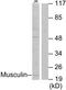 Musculin antibody, TA314883, Origene, Western Blot image 