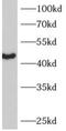 Apolipoprotein B MRNA Editing Enzyme Catalytic Subunit 3B antibody, FNab00493, FineTest, Western Blot image 
