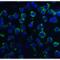 Dynein Axonemal Light Chain 1 antibody, LS-B4595, Lifespan Biosciences, Immunofluorescence image 