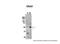 Ubiquitin Like Modifier Activating Enzyme 3 antibody, 31-292, ProSci, Western Blot image 