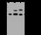 Farnesyltransferase, CAAX Box, Beta antibody, 107864-T40, Sino Biological, Western Blot image 