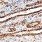 Lumican antibody, AF2846, R&D Systems, Immunohistochemistry frozen image 