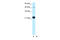 Ceramide Synthase 2 antibody, 27-441, ProSci, Western Blot image 