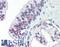 Claudin 4 antibody, LS-B2370, Lifespan Biosciences, Immunohistochemistry frozen image 