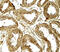 Histone Deacetylase 6 antibody, 7901, ProSci, Immunohistochemistry frozen image 