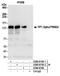 Transcription intermediary factor 1-alpha antibody, A300-815A, Bethyl Labs, Immunoprecipitation image 