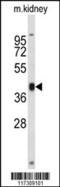 Replication factor C subunit 3 antibody, 61-560, ProSci, Western Blot image 