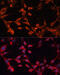 Solute Carrier Family 25 Member 19 antibody, 14-382, ProSci, Immunofluorescence image 
