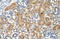 Glycosylphosphatidylinositol Anchor Attachment 1 antibody, 30-196, ProSci, Immunohistochemistry frozen image 