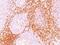CD6 Molecule antibody, NBP2-44553, Novus Biologicals, Immunohistochemistry paraffin image 