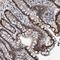 HEAT Repeat Containing 9 antibody, HPA023129, Atlas Antibodies, Immunohistochemistry frozen image 