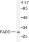 Fas Associated Via Death Domain antibody, LS-C176278, Lifespan Biosciences, Western Blot image 