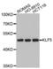 Kruppel Like Factor 5 antibody, abx002173, Abbexa, Western Blot image 