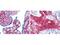 Collagen Type VI Alpha 1 Chain antibody, A02226, Boster Biological Technology, Immunohistochemistry frozen image 