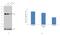 Acyl-CoA Synthetase Long Chain Family Member 4 antibody, PA5-27137, Invitrogen Antibodies, Western Blot image 