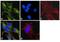 Tubulin Alpha 1a antibody, MA1-19400, Invitrogen Antibodies, Immunofluorescence image 