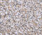 RP3 antibody, MBS2517680, MyBioSource, Immunohistochemistry paraffin image 