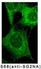 Striatin 3 antibody, MA1-46461, Invitrogen Antibodies, Immunofluorescence image 